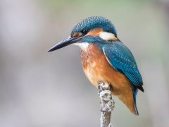 Common kingfisher