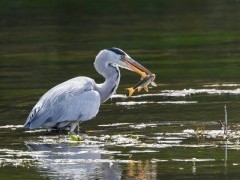 Grey heron