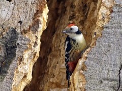 Middle-spotted woodpecker