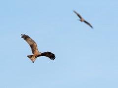 Black kite
