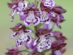Lady orchid
