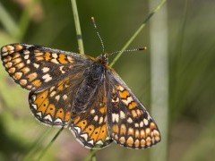Marsh fritillary