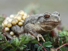 Midwife toad