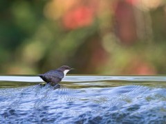White-throated dipper