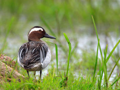 Garganey duck