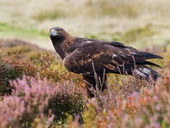 Golden eagle