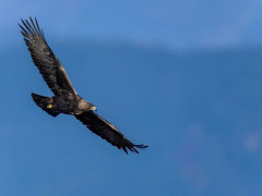 Golden eagle in Scotland