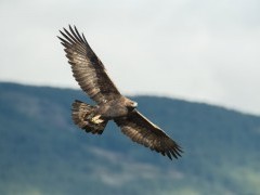 Golden eagle in flight