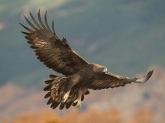 Golden eagle over Isle of Mull, Scotland