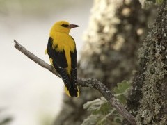 Golden oriole