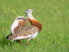 Great bustard in the UK