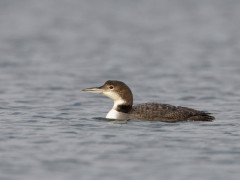 Great northern diver in Scotland