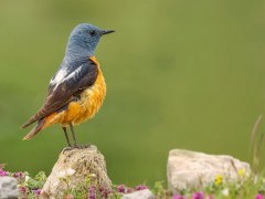 Common rock thrush in Greece