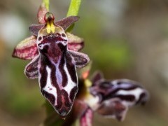 Cretan bee orchid in Greece, Crete
