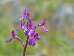 Bory's orchid in Crete, Greece