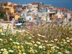 Chamomile in Crete, Greece