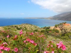 Oleander flowers and coast in Crete, Greece
