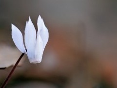Cretan cyclamen in Greece