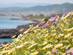 Meadow in bloom during spring in Crete, Greece