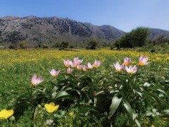 Baker's tulip in Omalos, Crete in Greece