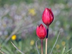 Red Cretan tulip in Greece