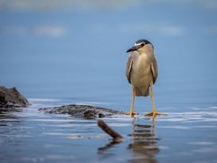 Black-crowned night heron in Lake Kerkini, Greece.