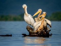 Dalmatian & white pelican in Lake Kerkini, Greece.