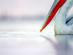 Dalmatian pelican beak.