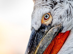 Close-up of a Dalmatian pelican on Lake Kerkini, Greece.