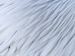 Dalmatian pelican feathers.