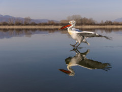Dalmatian pelican on Lake Kerkini.