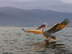 Dalmatian pelican on Lake Kerkini.