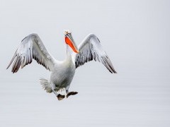 Dalmatian pelican on Lake Kerkini, Greece.