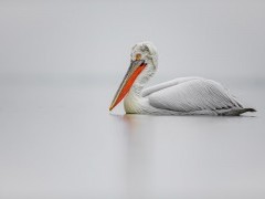Dalmatian pelican on Lake Kerkini, Greece.