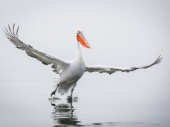 Dalmatian pelican on Lake Kerkini.