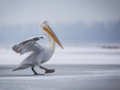 Dalmatian pelican on Lake Kerkini.