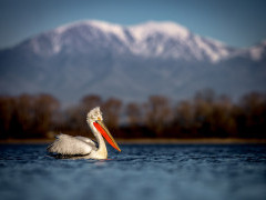 Dalmatian pelican on Lake Kerkini, Greece.