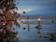 Eurasian spoonbill in Lake Kerkini, Greece.