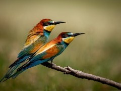 European bee-eater in Lake Kerkini, Greece.