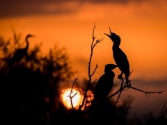 Great cormorant in Lake Kerkini, Greece.