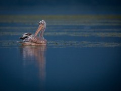 Great white pelican in Lake Kerkini, Greece.