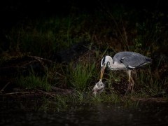 Grey heron in Lake Kerkini, Greece.