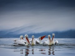 Dalmatian pelicans on Lake Kerkini.