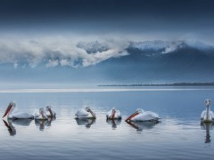Dalmatian pelicans on Lake Kerkini.