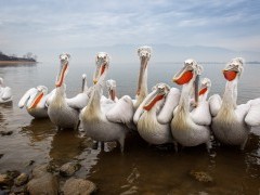 Dalmatian pelicans on Lake Kerkini.