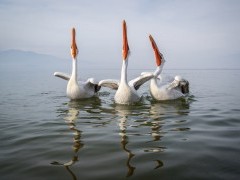 Dalmatian pelicans on Lake Kerkini.