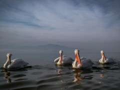 Dalmatian pelicans on Lake Kerkini.