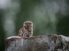 Little owl in Lake Kerkini, Greece.