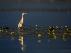 Squacco heron in Lake Kerkini, Greece.