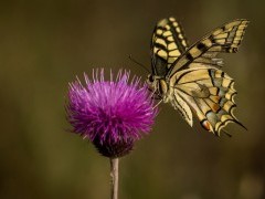 Swallowtail butterfly in Lake Kerkini, Greece.